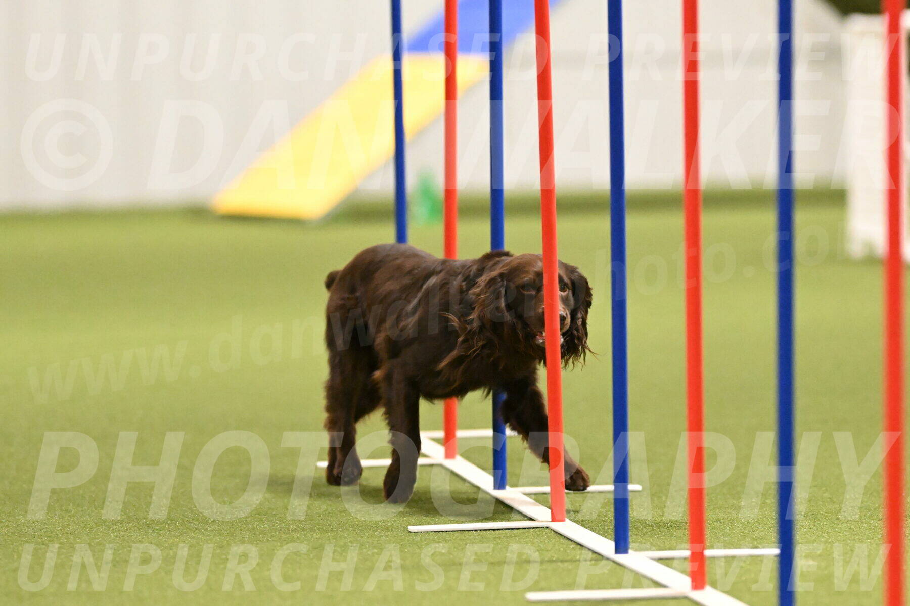 Gus-Jessica-Kotuba-09852