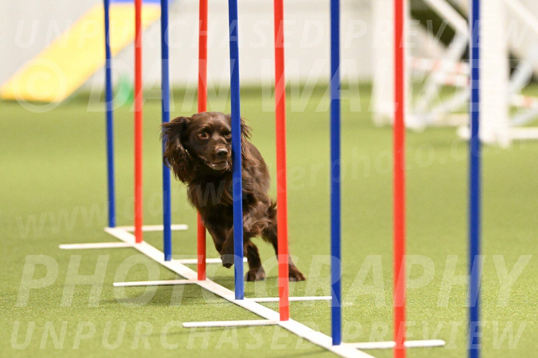 Gus-Jessica-Kotuba-09854