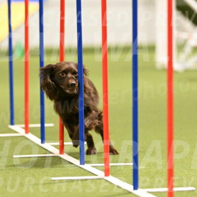 Gus-Jessica-Kotuba-09854