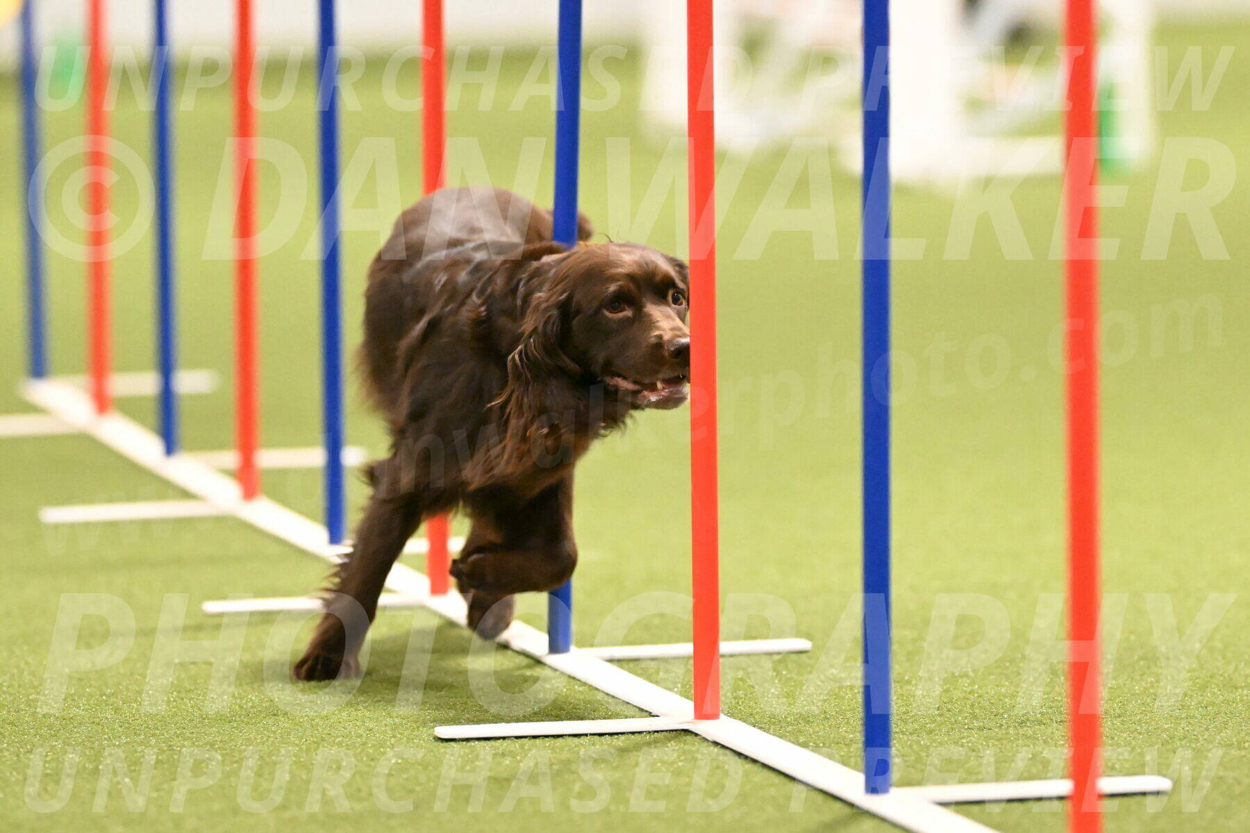 Gus-Jessica-Kotuba-09862