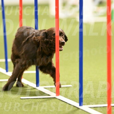 Gus-Jessica-Kotuba-09863