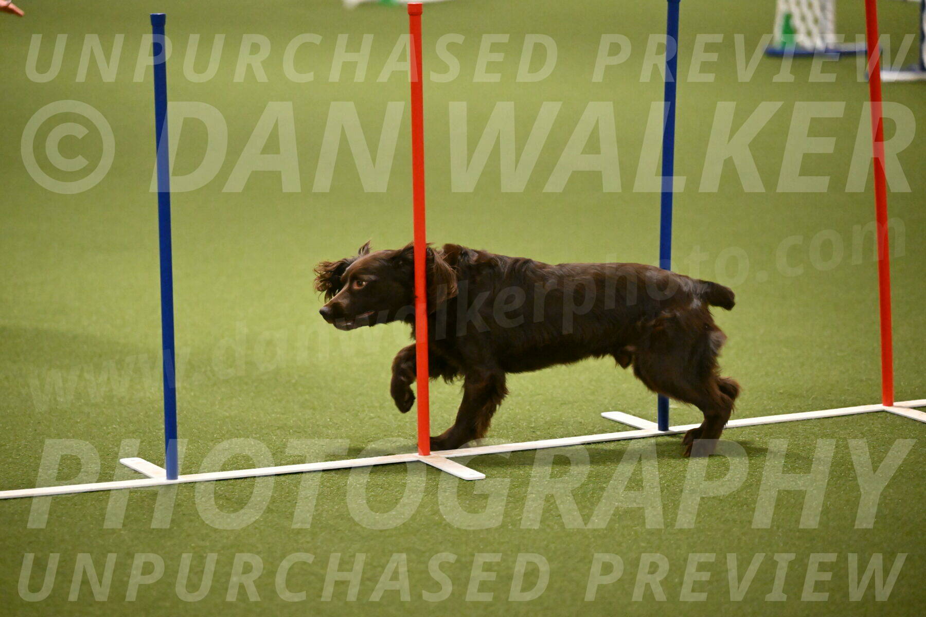 Gus-Jessica-Kotuba-09871