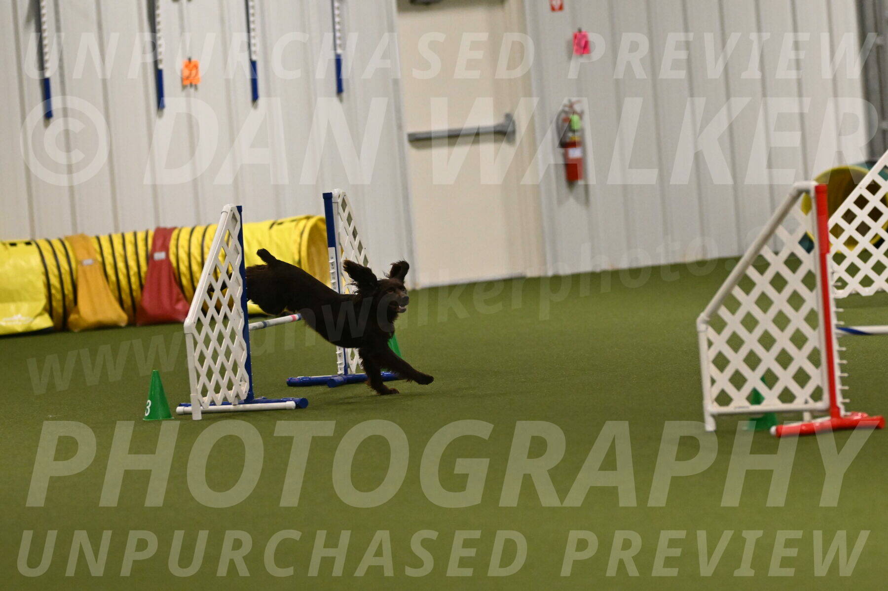 Gus-Jessica-Kotuba-09914