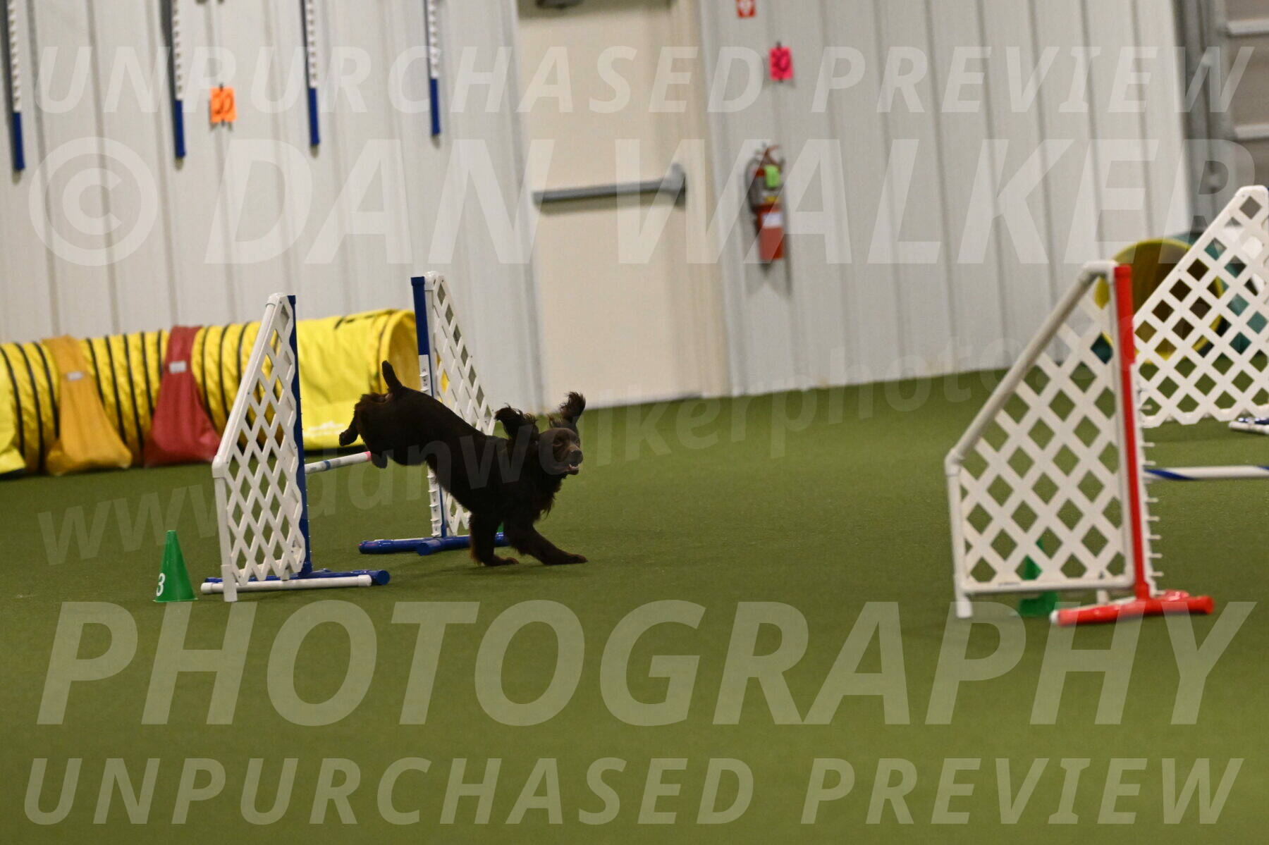 Gus-Jessica-Kotuba-09915