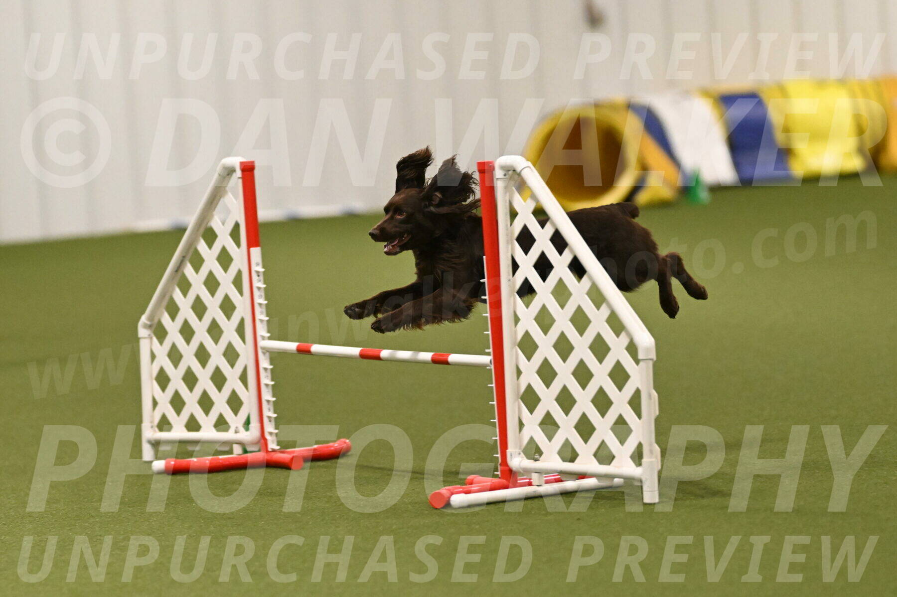 Gus-Jessica-Kotuba-09919