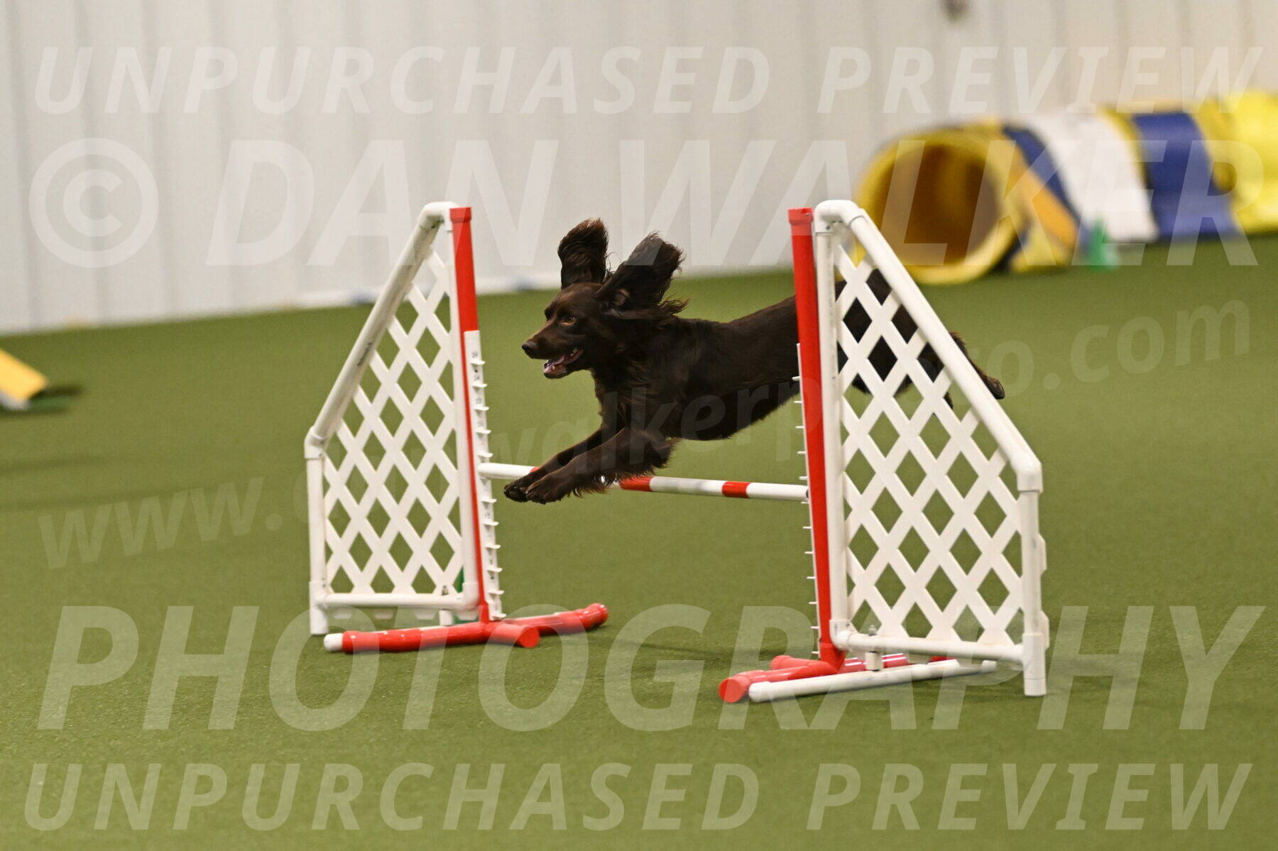 Gus-Jessica-Kotuba-09920