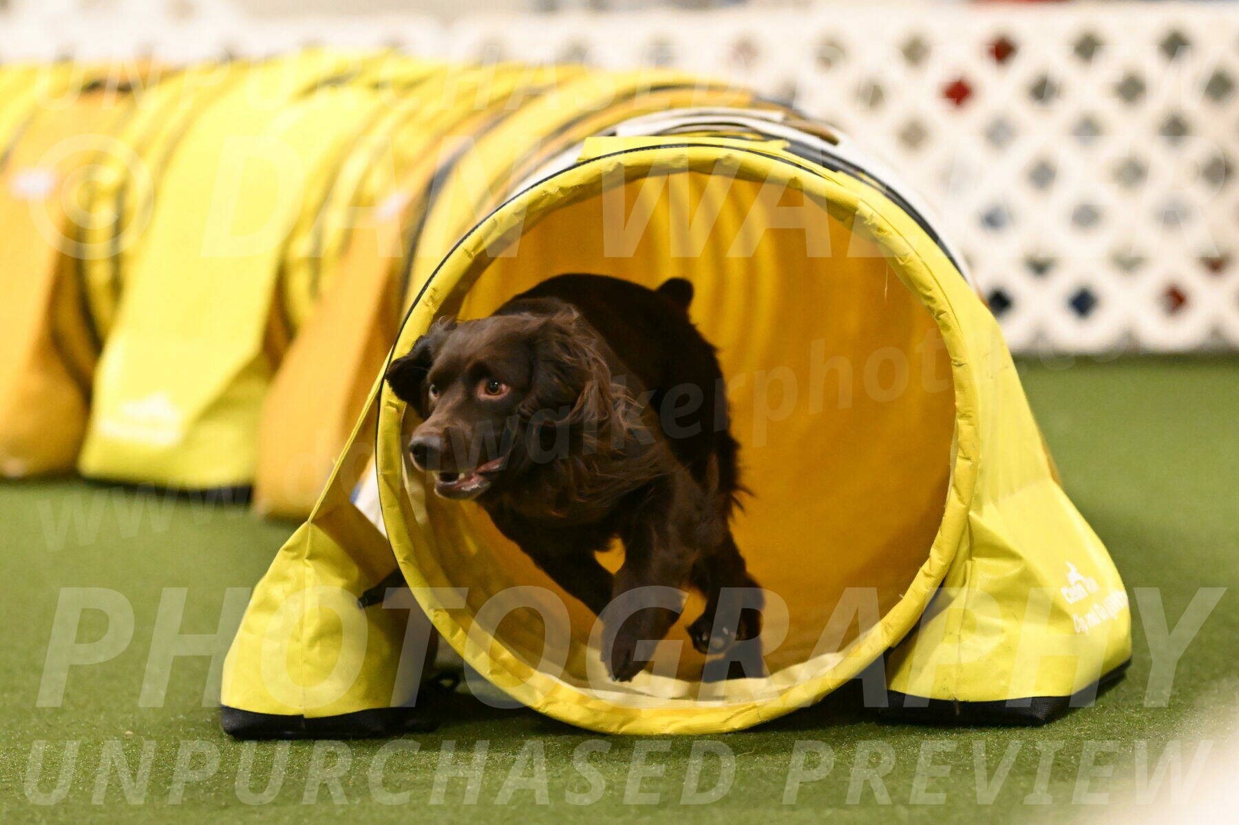 Gus-Jessica-Kotuba-09923