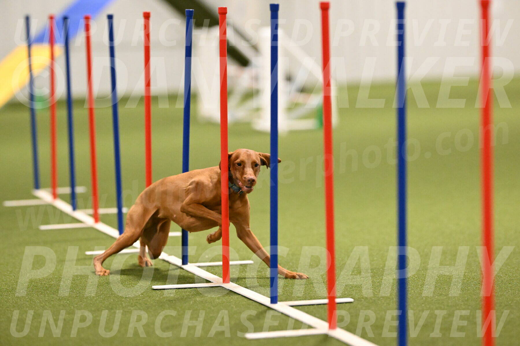 Indie-Jean-Bonness-02704