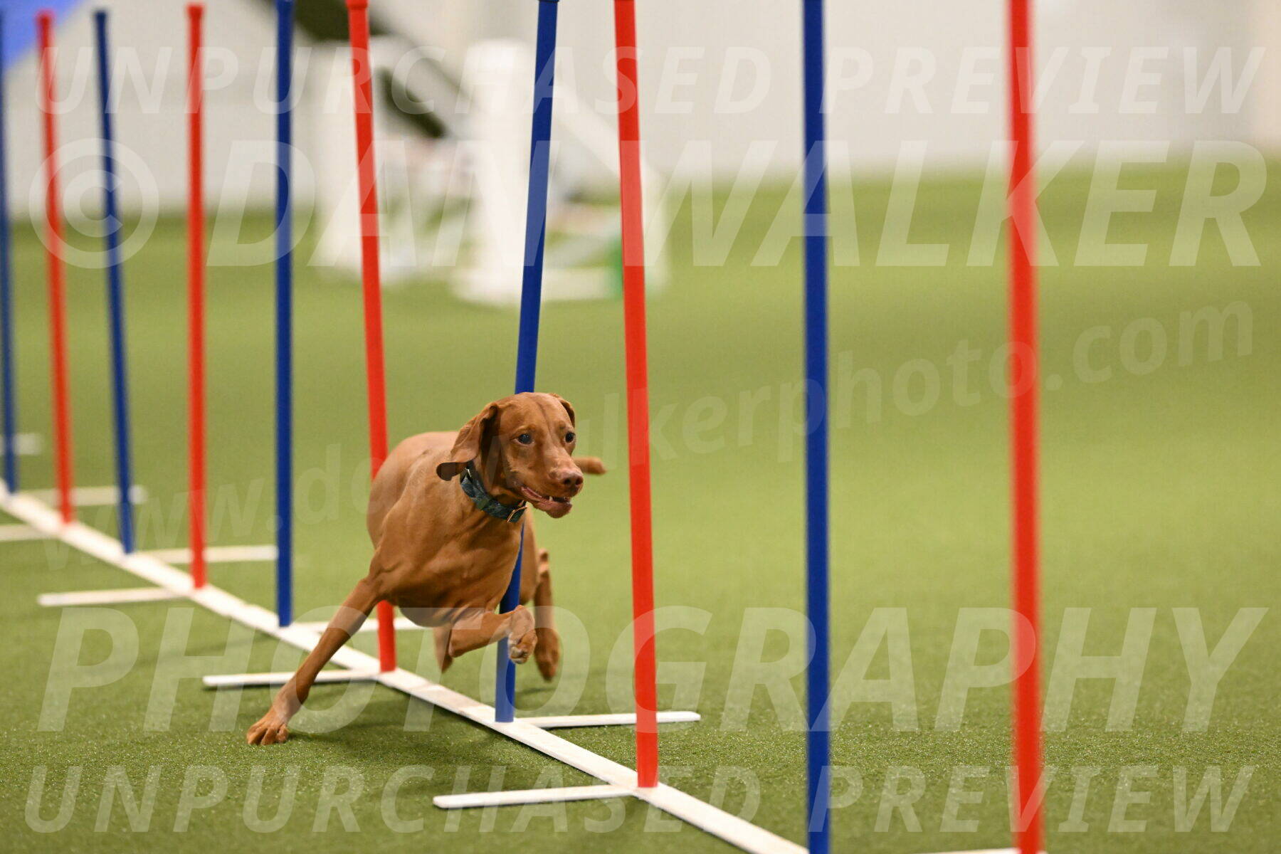 Indie-Jean-Bonness-02706