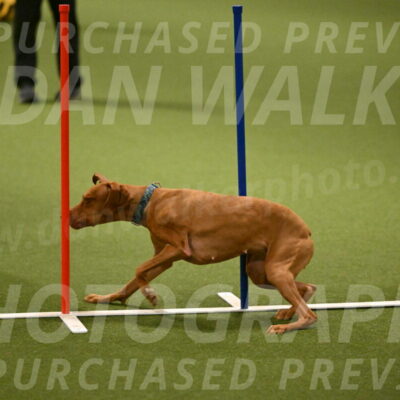 Indie-Jean-Bonness-02713