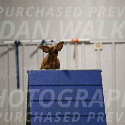 Indie-Jean-Bonness-02718