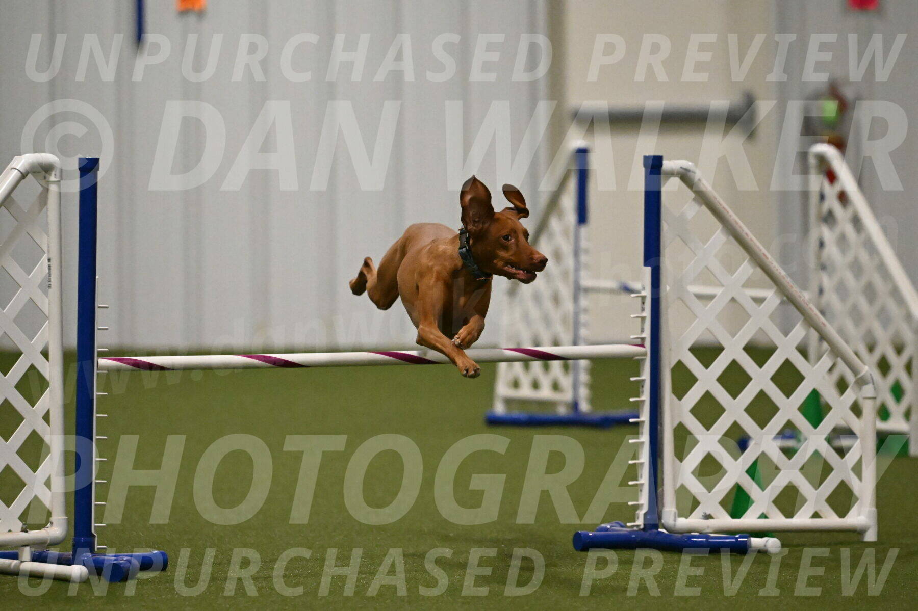 Indie-Jean-Bonness-02735