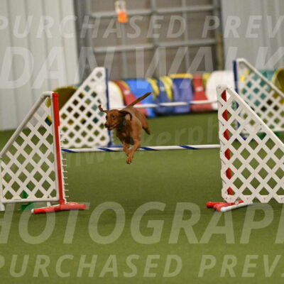 Indie-Jean-Bonness-02761