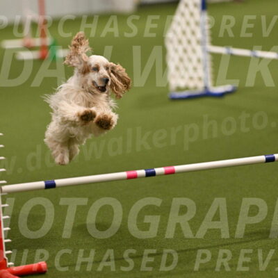 Jameson-David-Thorley-06936