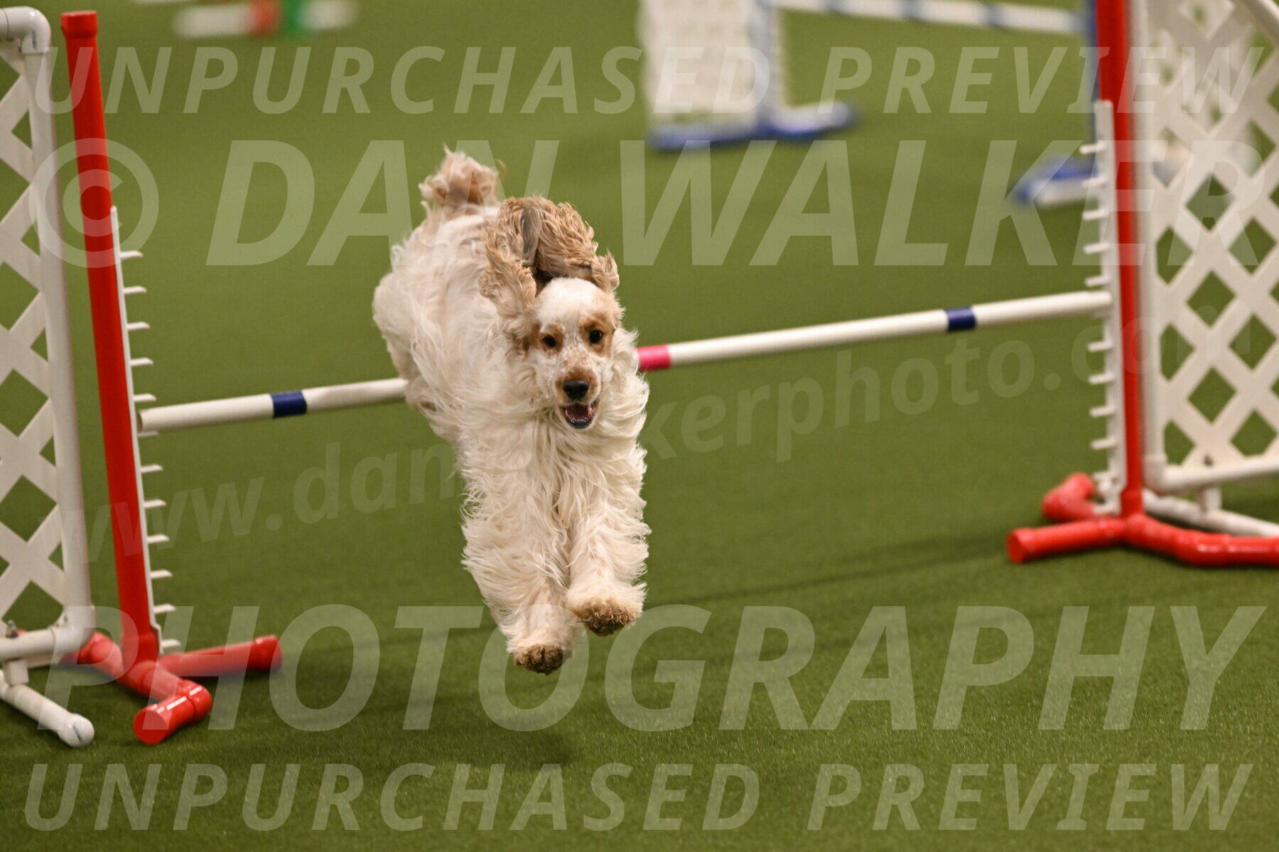 Jameson-David-Thorley-06940