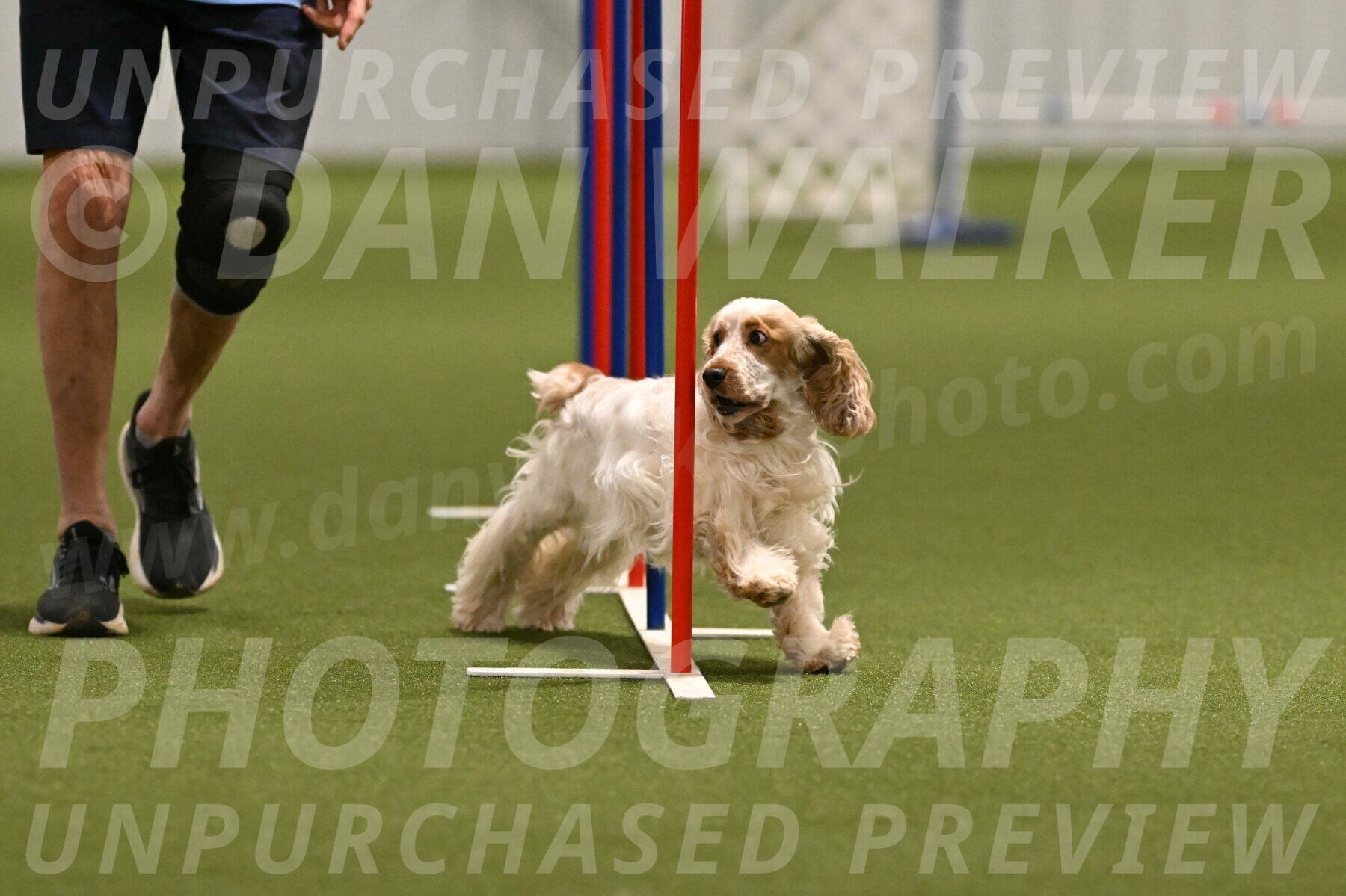 Jameson-David-Thorley-06953