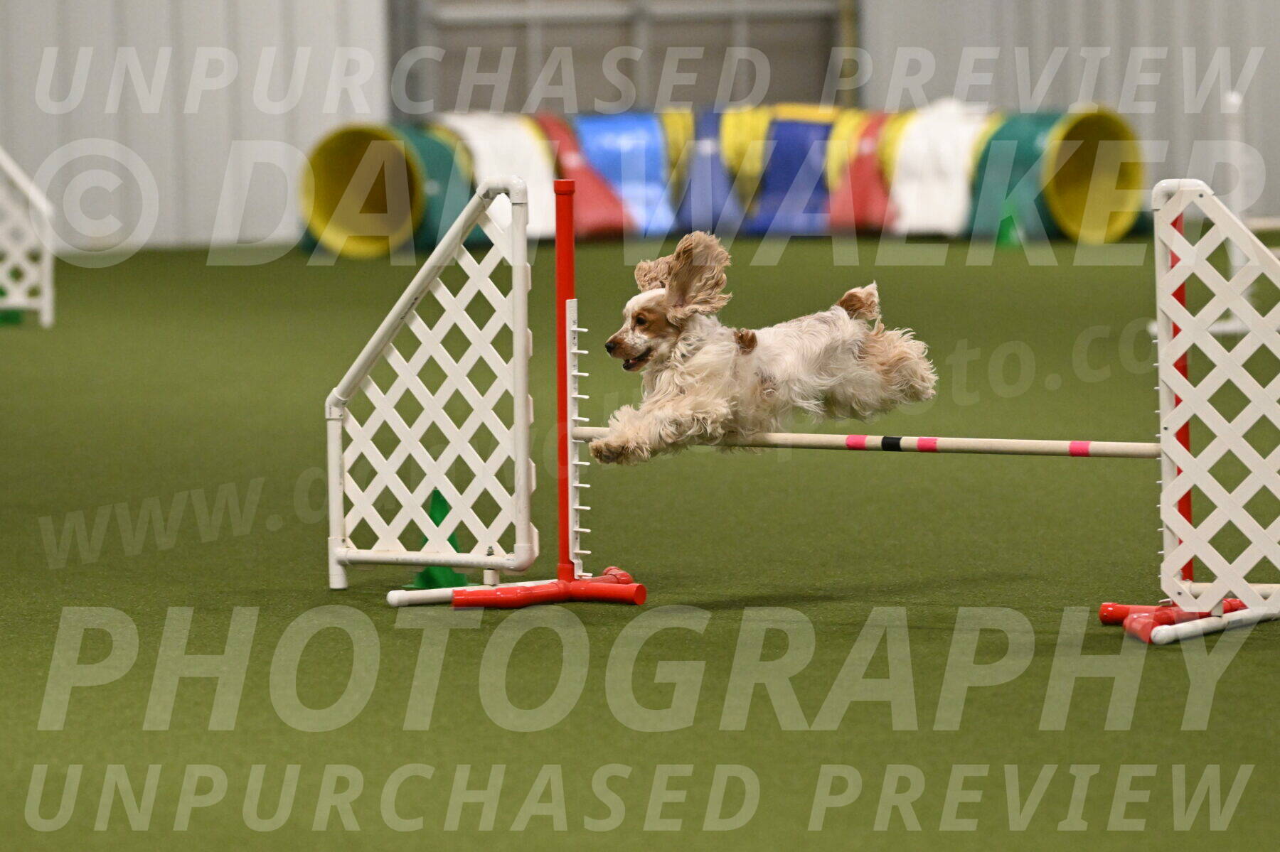 Jameson-David-Thorley-06960