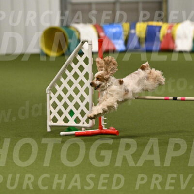 Jameson-David-Thorley-06961