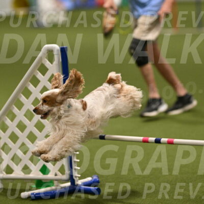 Jameson-David-Thorley-06984