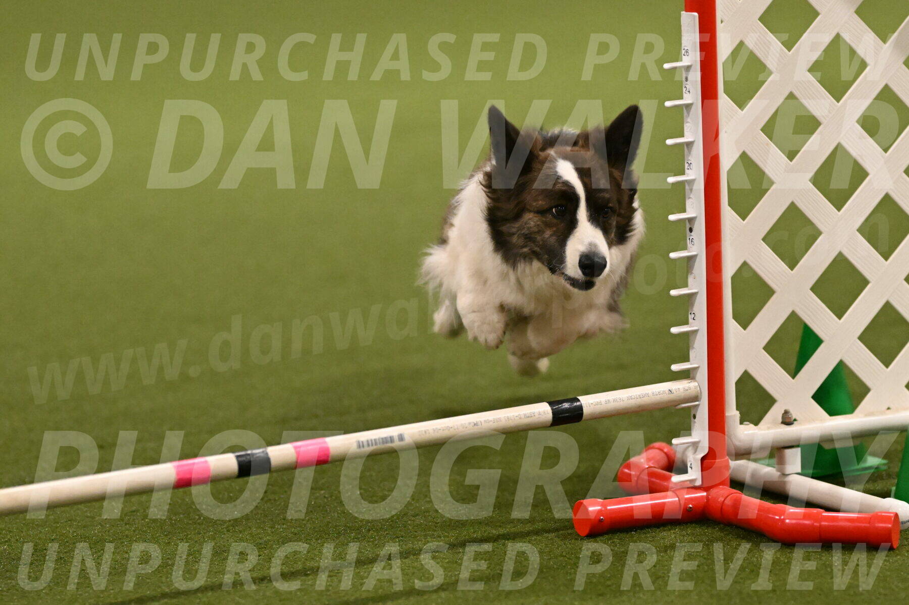 Jonny-Quest-Leslie-Masterson-10980