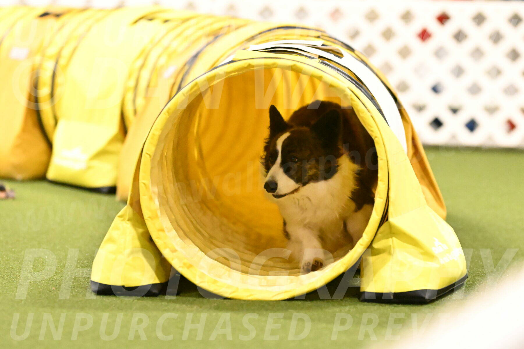 Jonny-Quest-Leslie-Masterson-11051