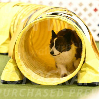 Jonny-Quest-Leslie-Masterson-11051