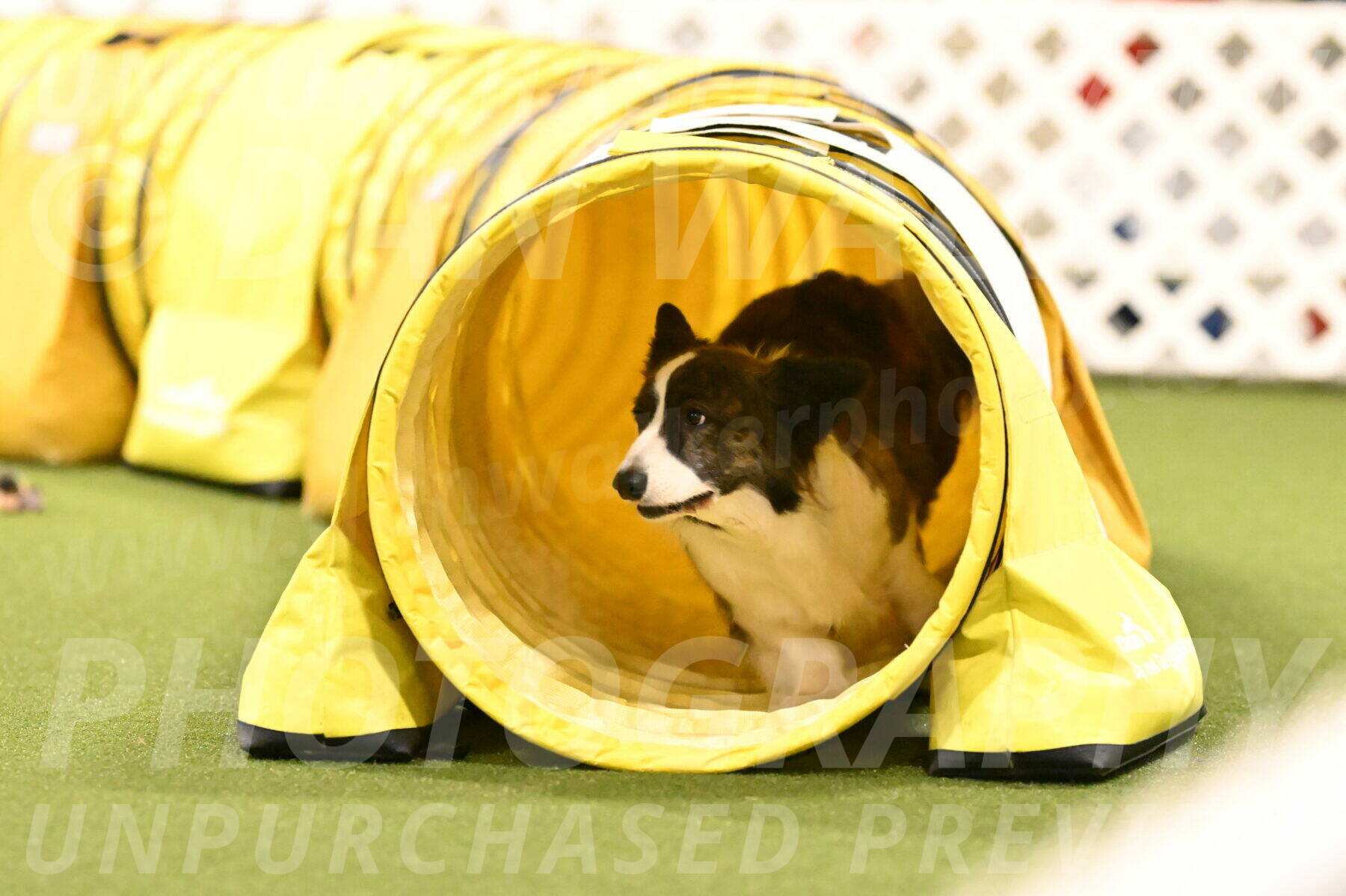 Jonny-Quest-Leslie-Masterson-11052