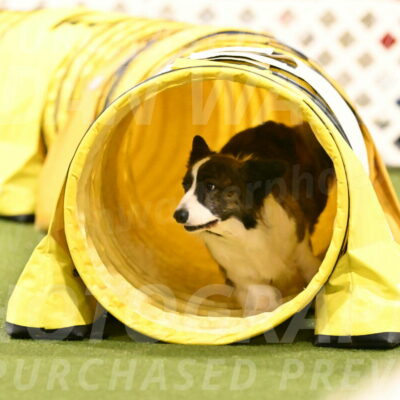 Jonny-Quest-Leslie-Masterson-11052