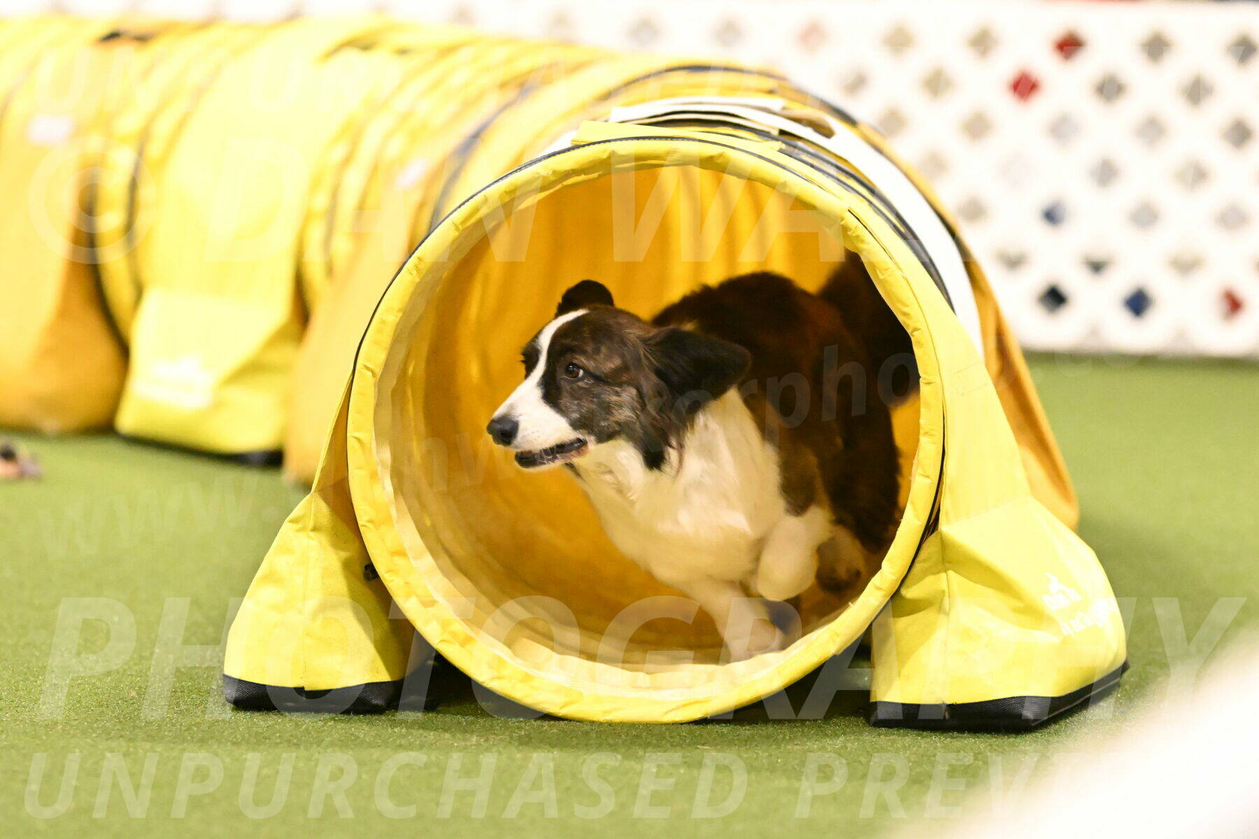 Jonny-Quest-Leslie-Masterson-11053