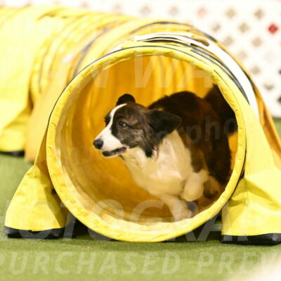 Jonny-Quest-Leslie-Masterson-11053