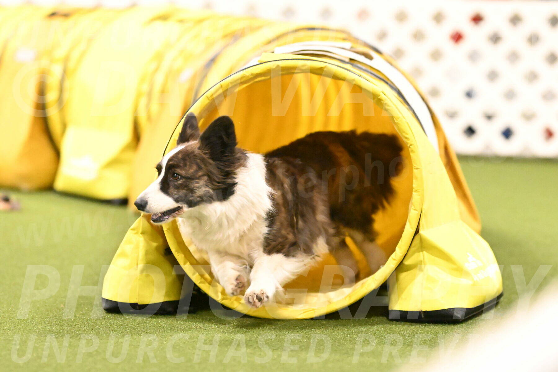 Jonny-Quest-Leslie-Masterson-11054