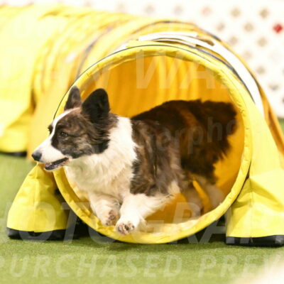 Jonny-Quest-Leslie-Masterson-11054