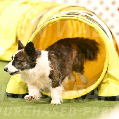 Jonny-Quest-Leslie-Masterson-11055