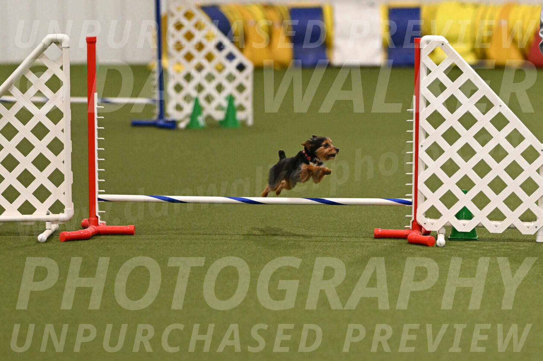 Kash-Kayla-Mickey-10589