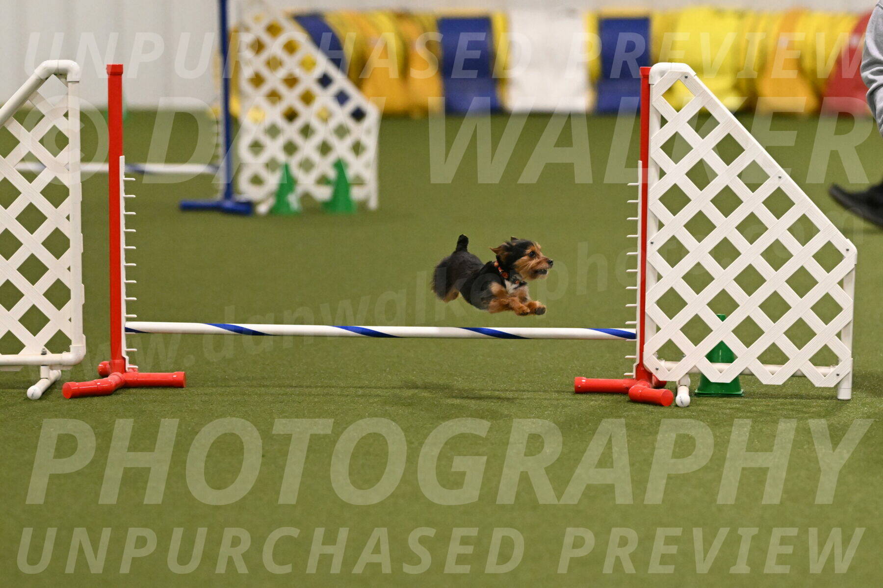 Kash-Kayla-Mickey-10590