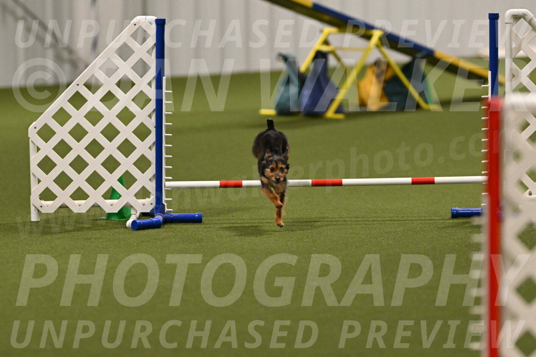 Kash-Kayla-Mickey-10593