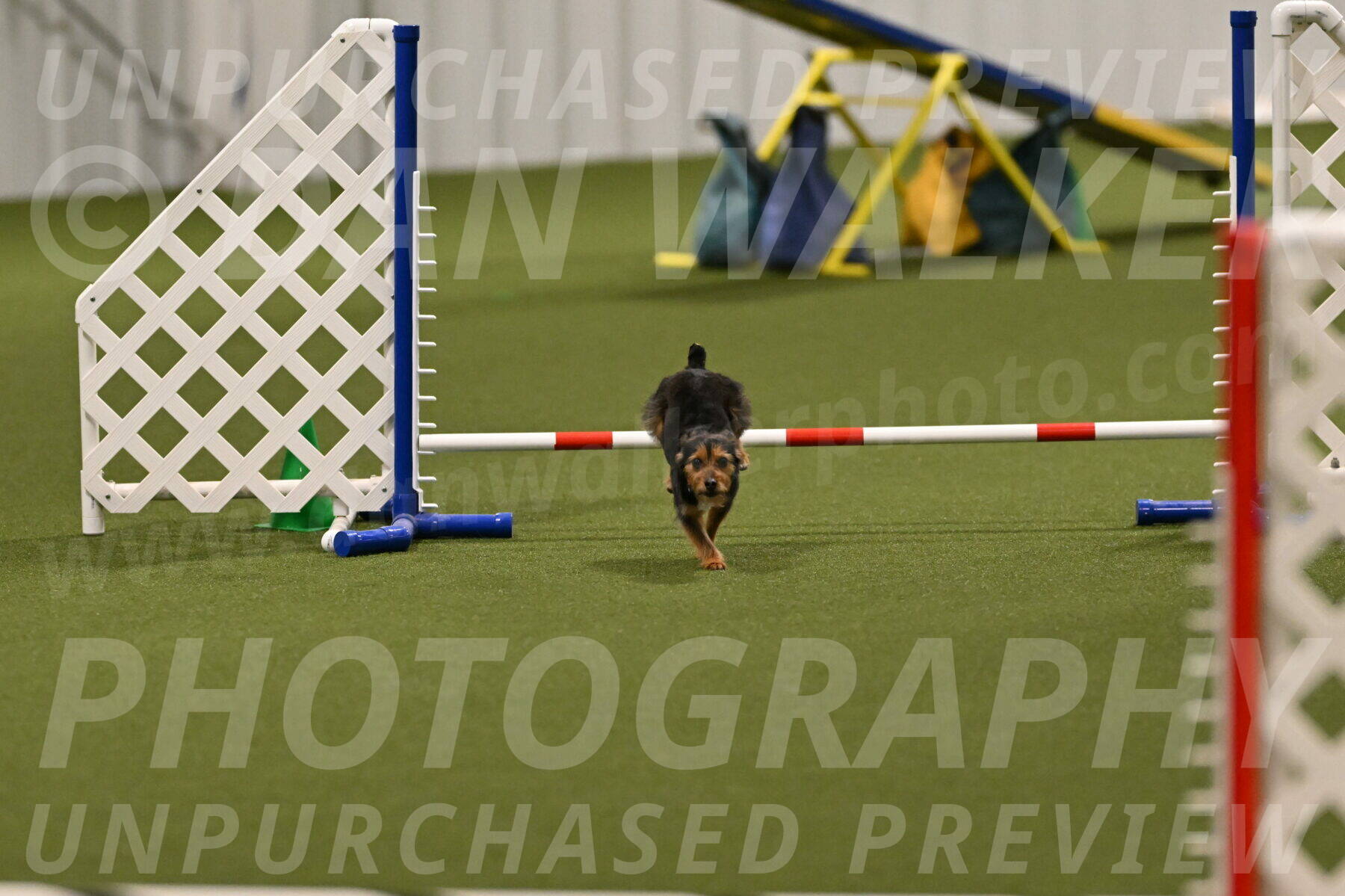 Kash-Kayla-Mickey-10594