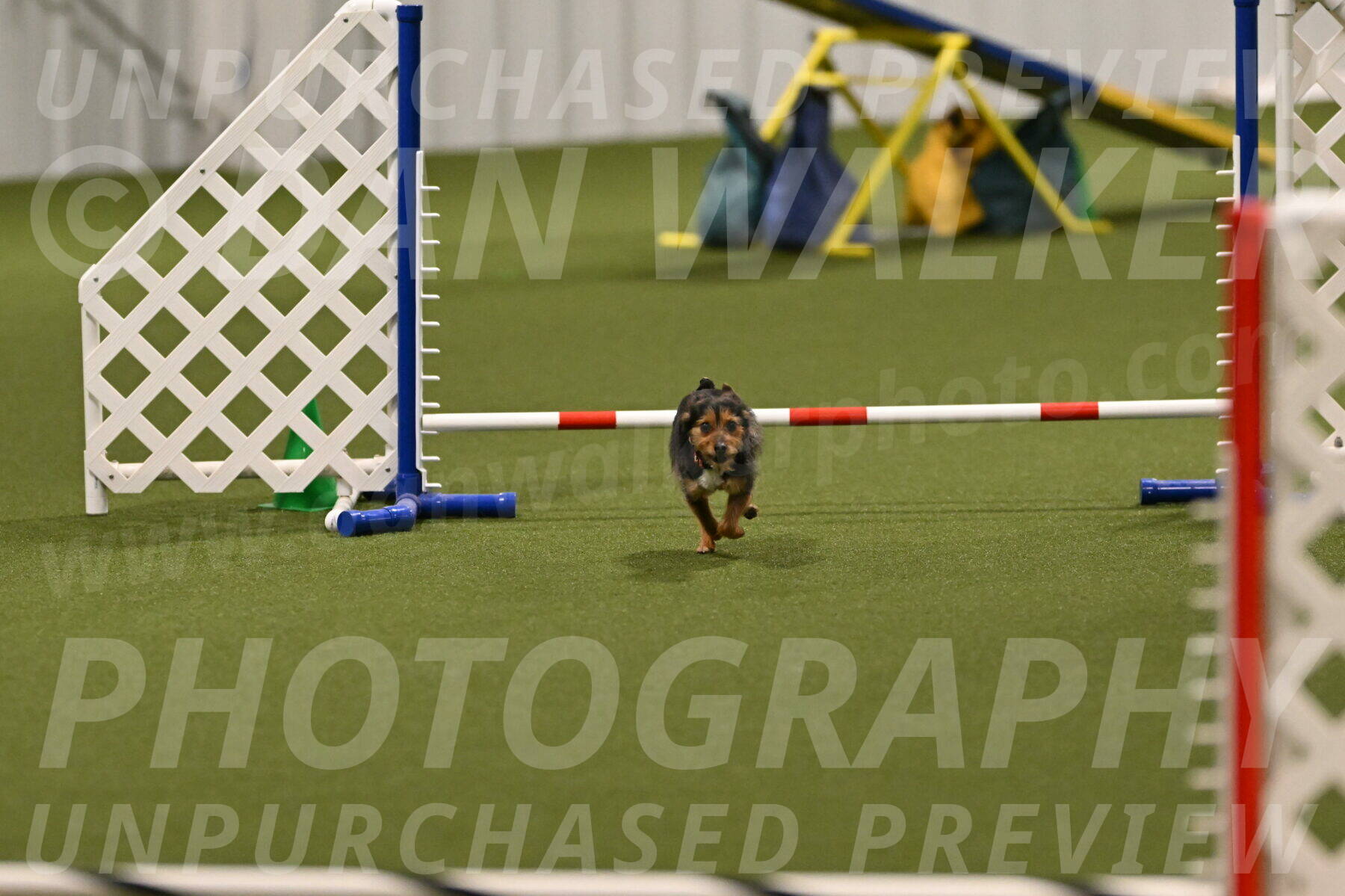 Kash-Kayla-Mickey-10595