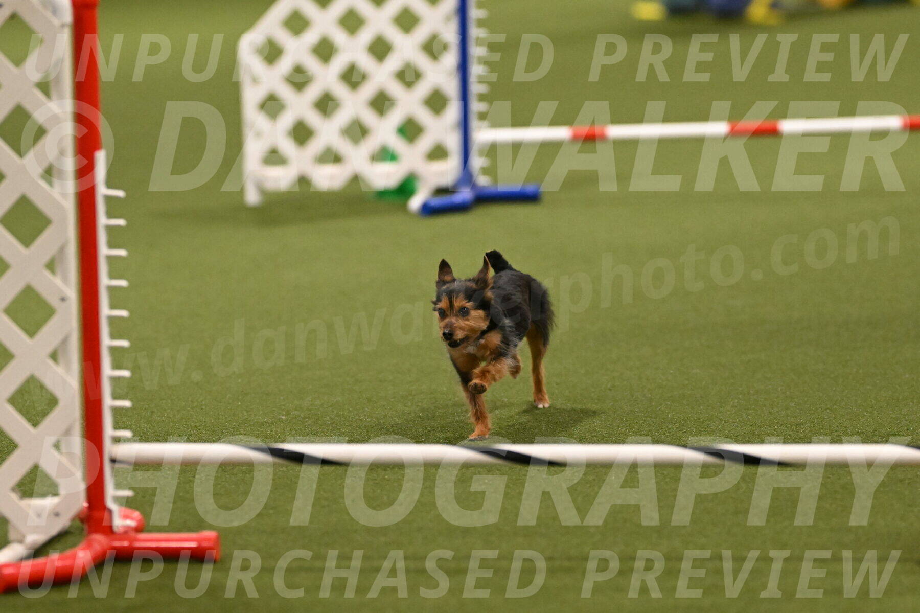 Kash-Kayla-Mickey-10596