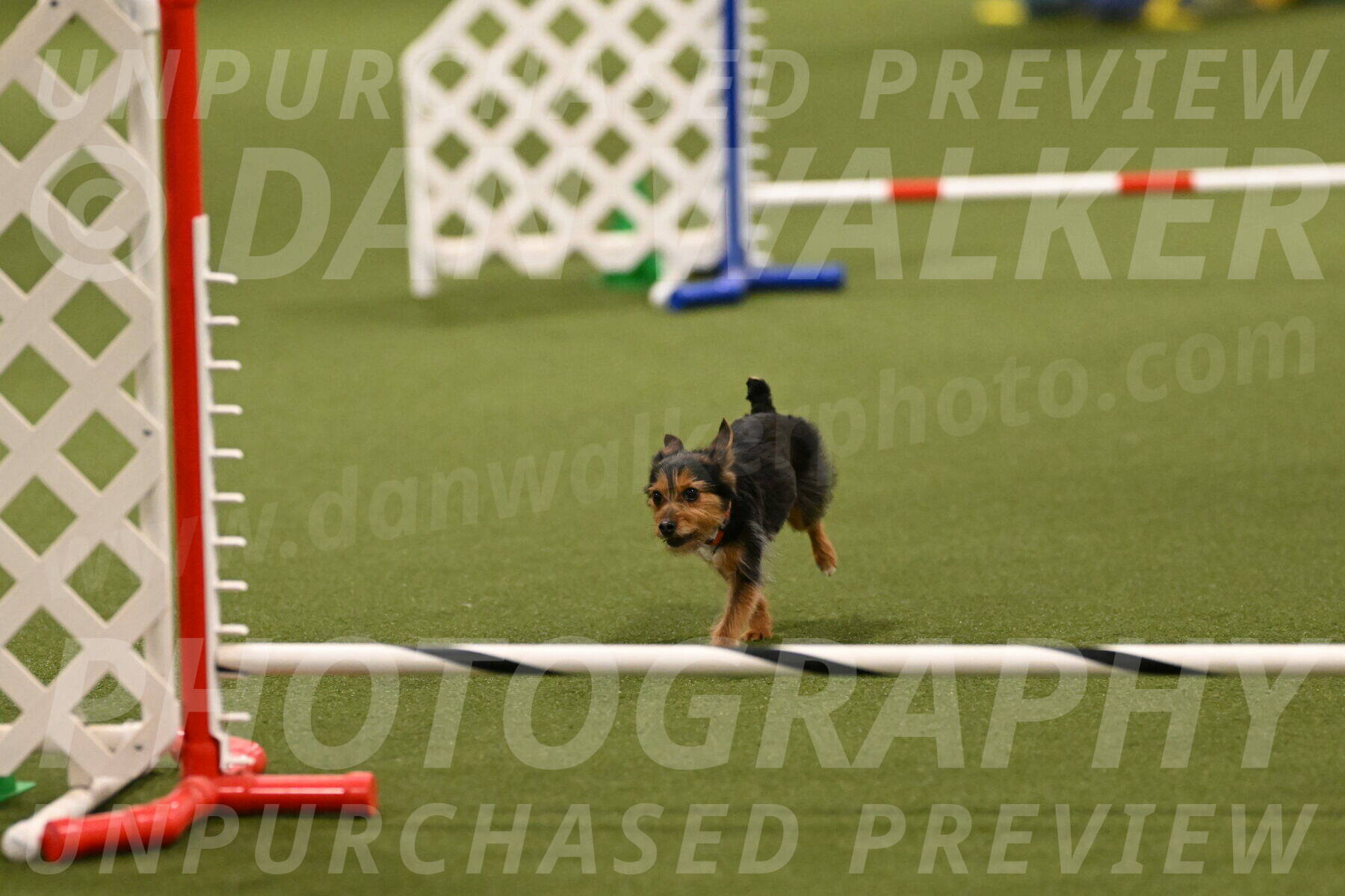 Kash-Kayla-Mickey-10597