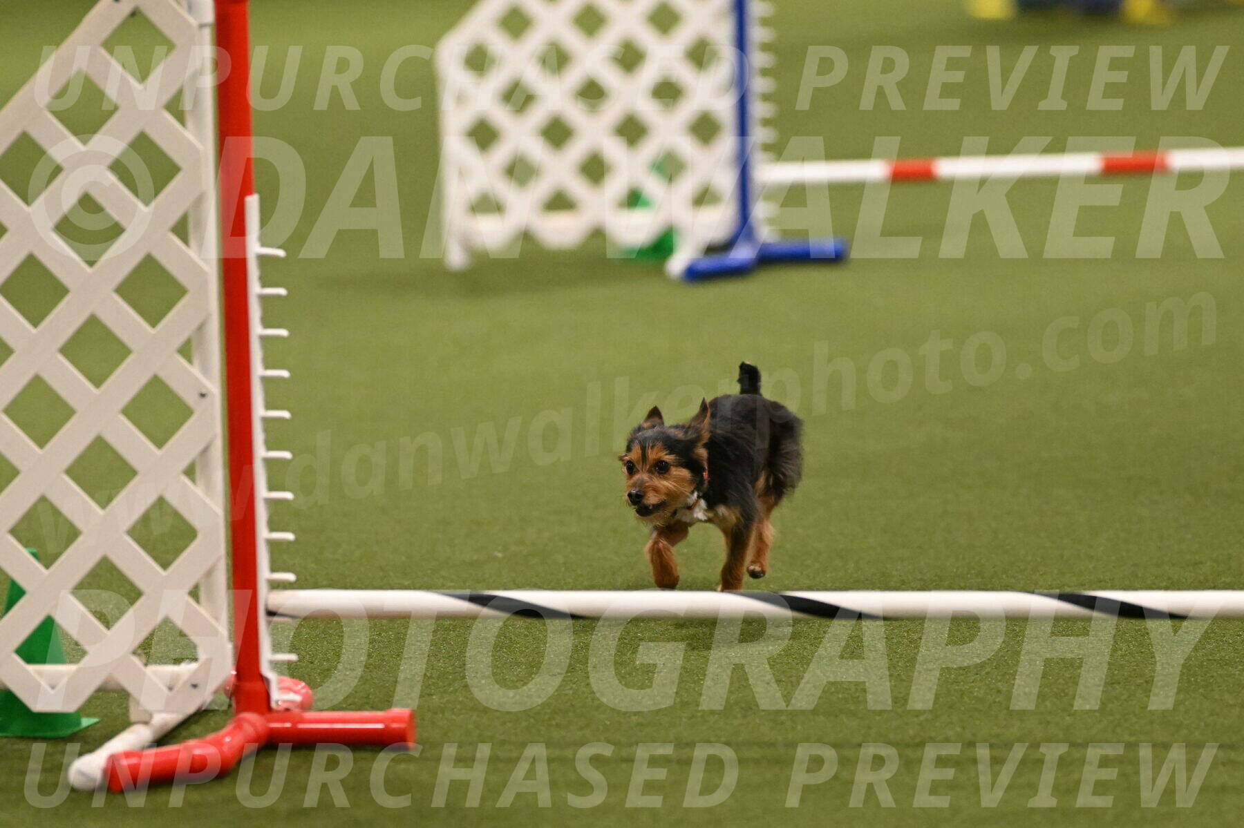 Kash-Kayla-Mickey-10598