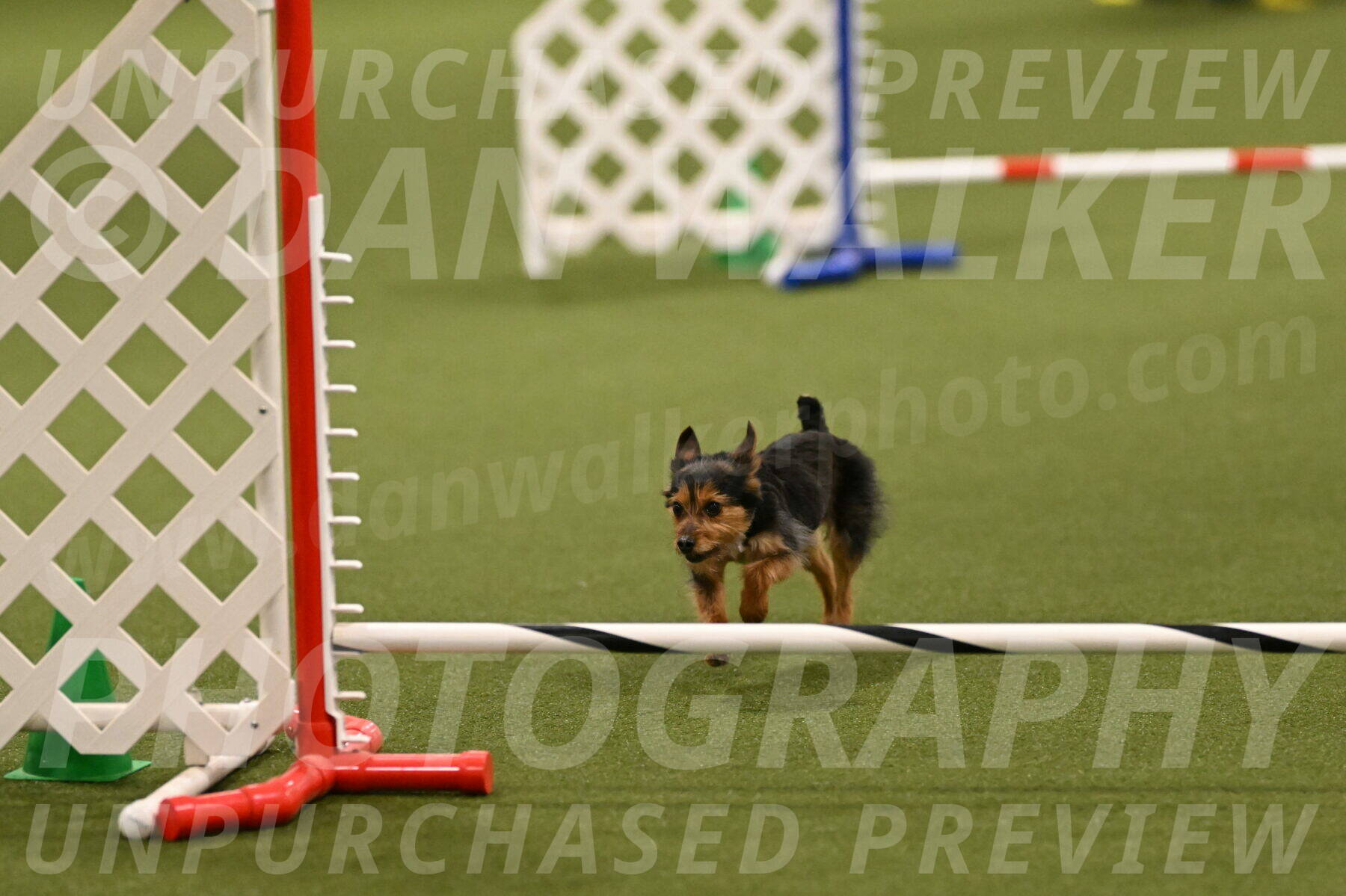 Kash-Kayla-Mickey-10599