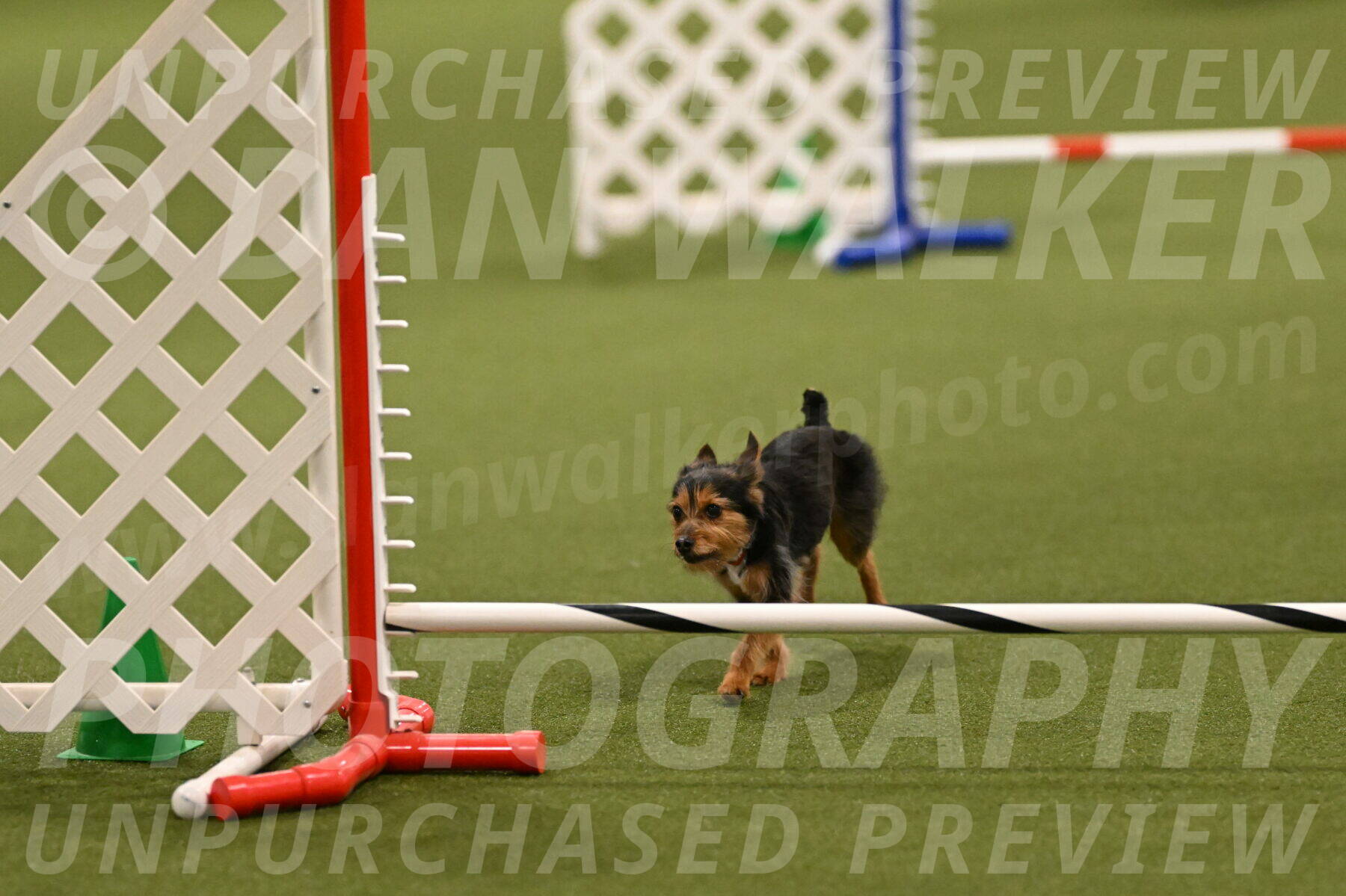 Kash-Kayla-Mickey-10600