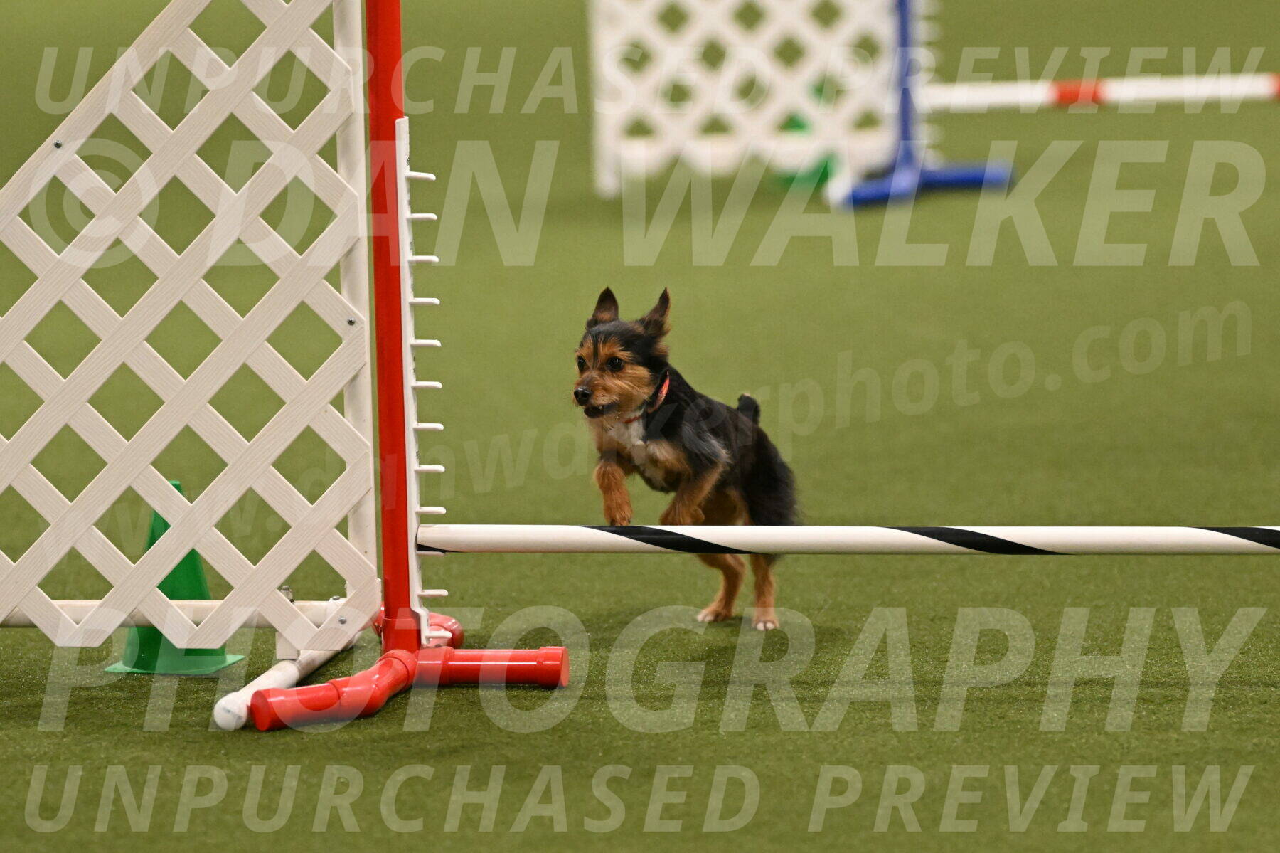 Kash-Kayla-Mickey-10601