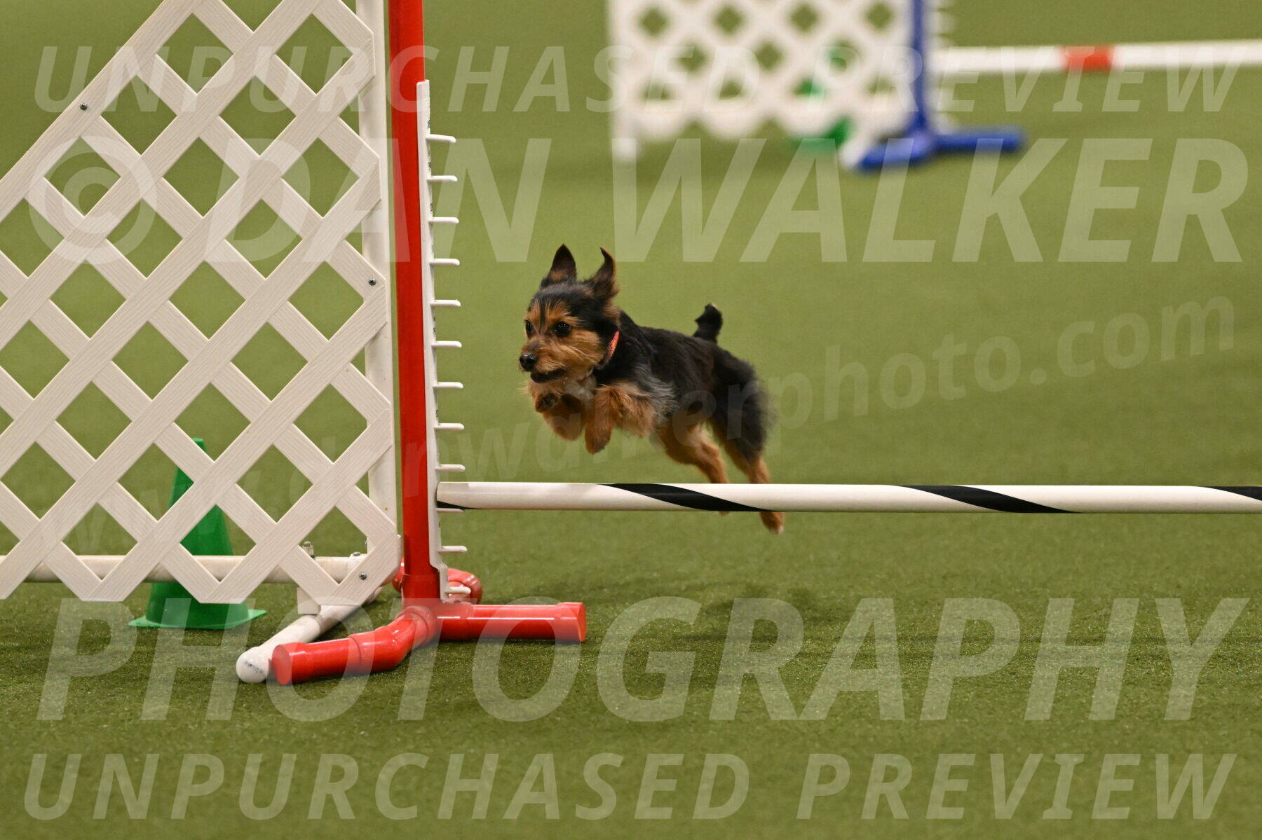 Kash-Kayla-Mickey-10602