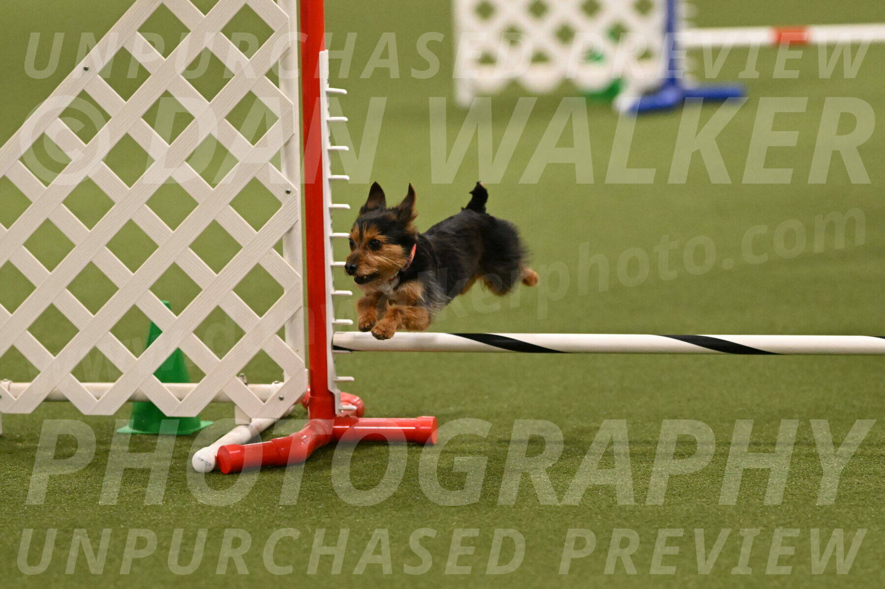 Kash-Kayla-Mickey-10603