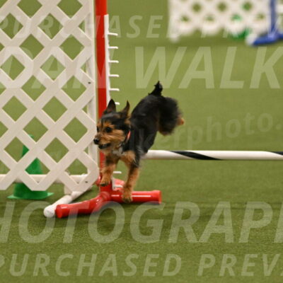 Kash-Kayla-Mickey-10604