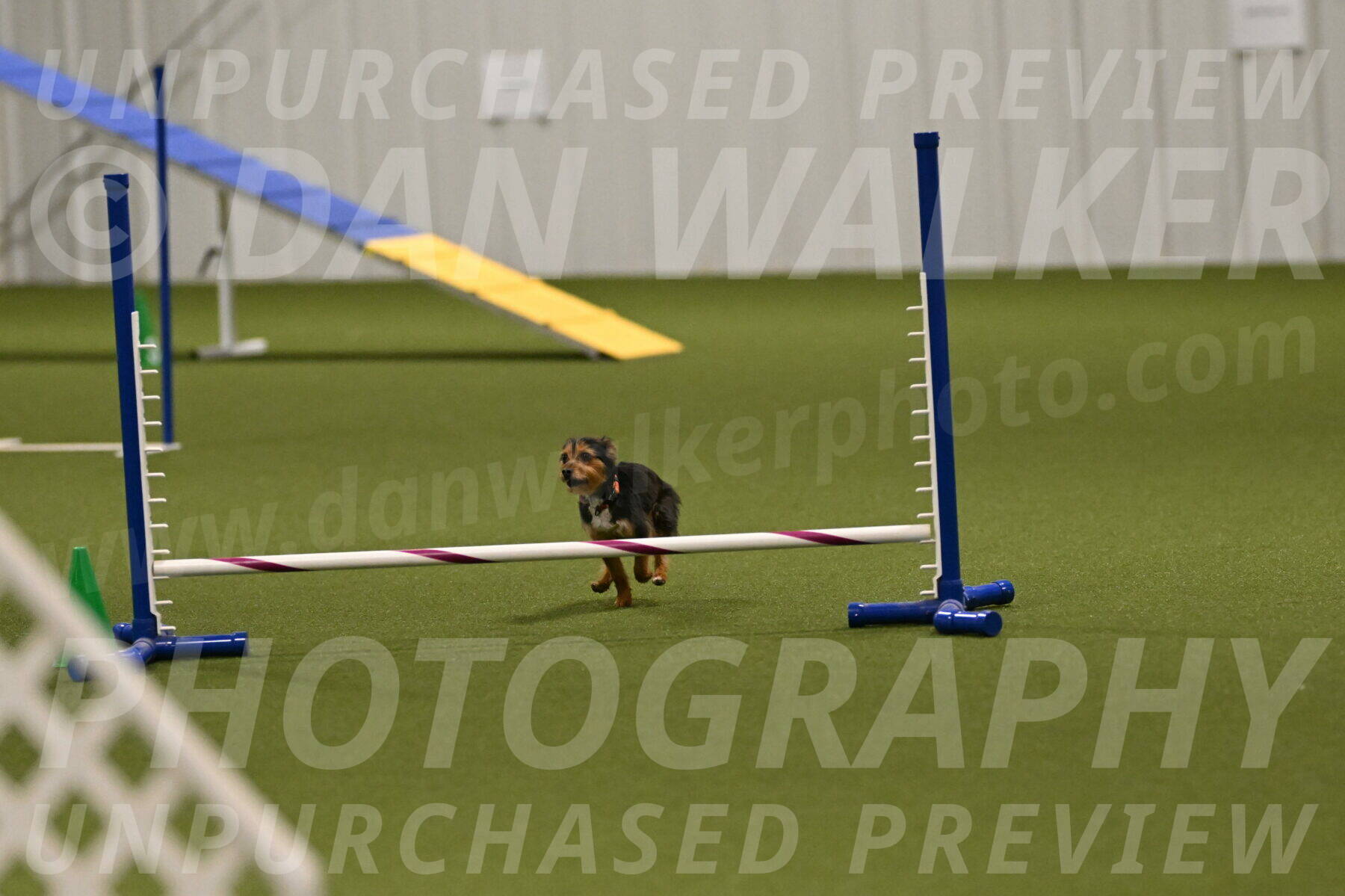 Kash-Kayla-Mickey-10605