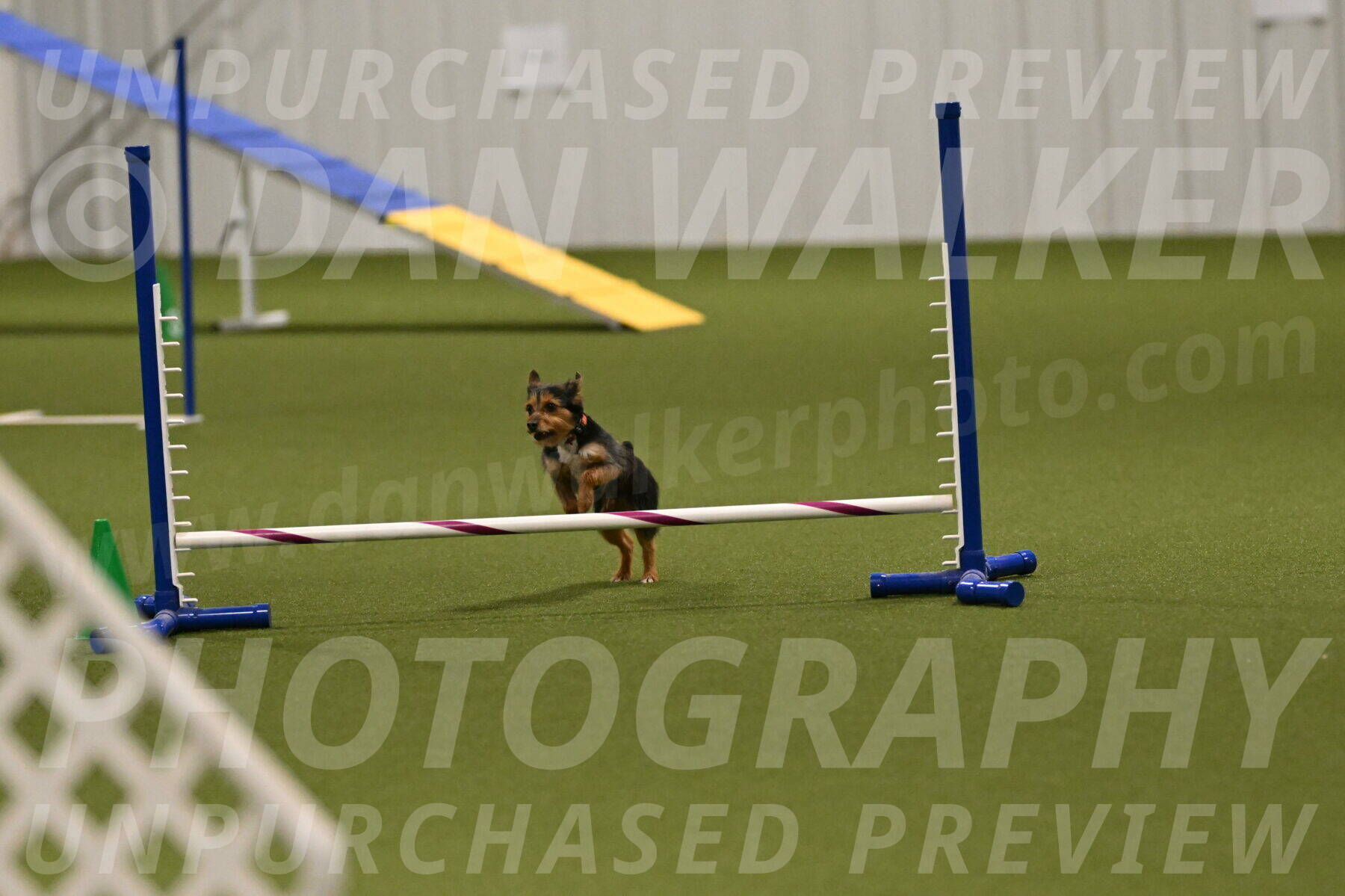 Kash-Kayla-Mickey-10606