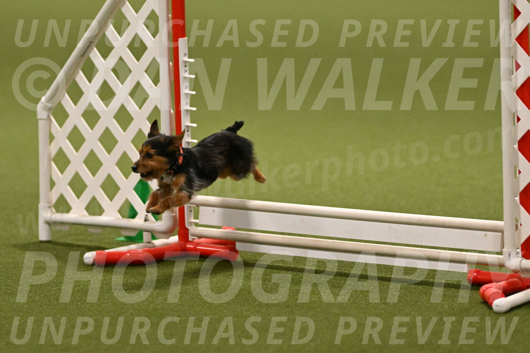 Kash-Kayla-Mickey-10611